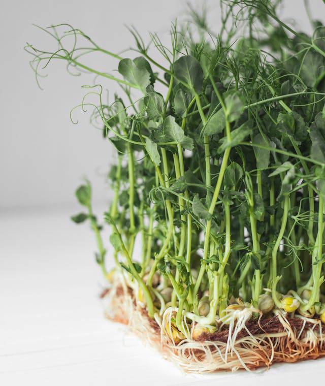 Pea shoots