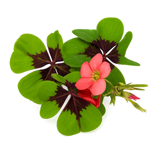Micro Oxalis