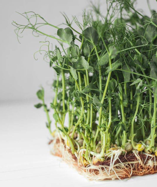 Pea shoots