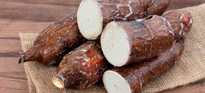Yacca Root