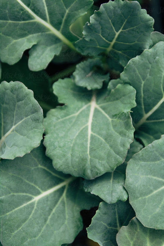 Baby kale