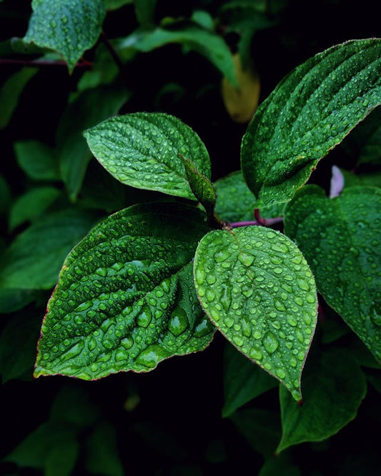 Tarragon