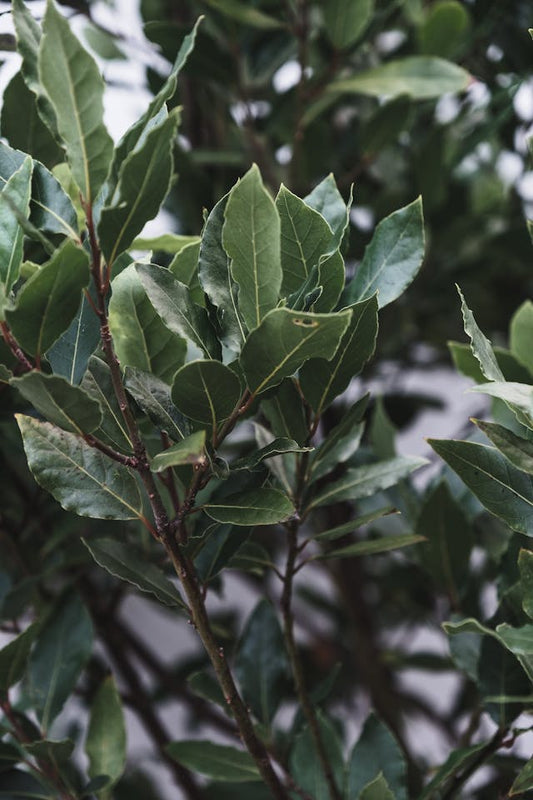 Bay Leaves