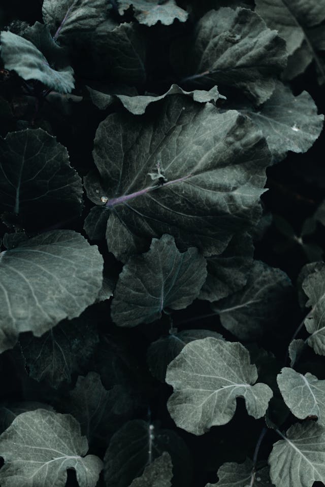Kale